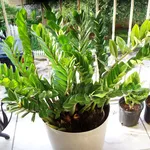 zamioculcas pianta