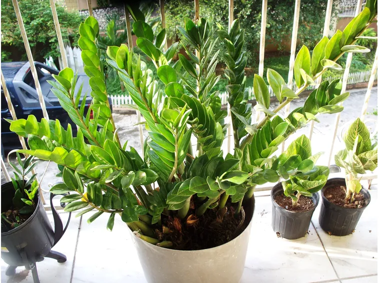 zamioculcas pianta