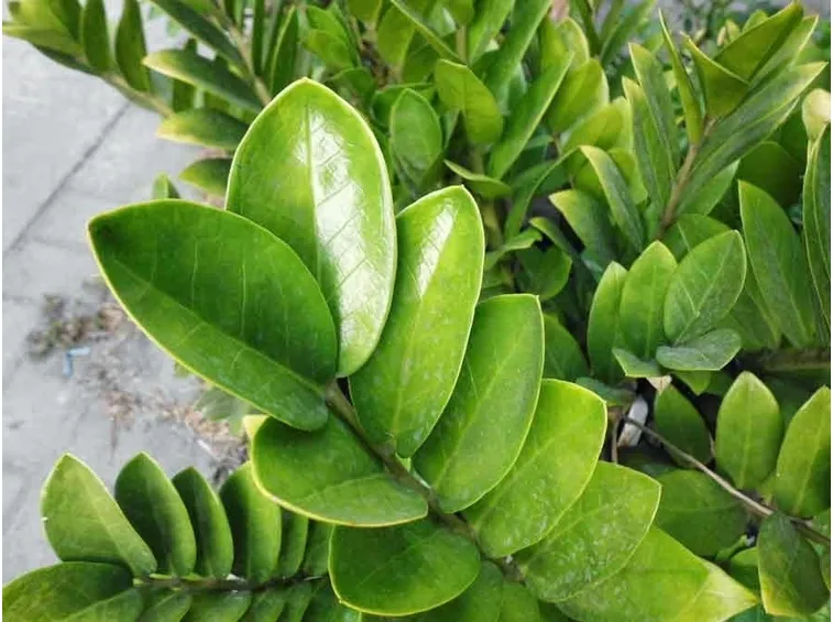 foglie zamioculcas
