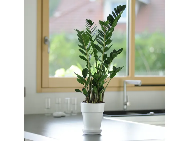 pianta zamioculcas