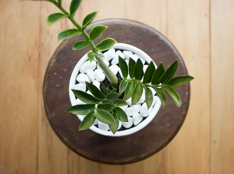 zamioculcas