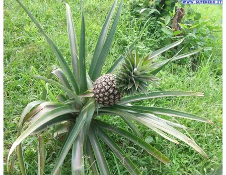 Pianta di ananas