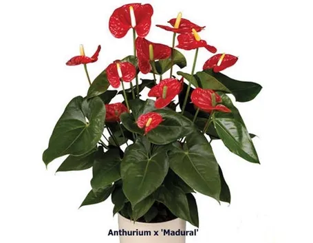 Anthurium