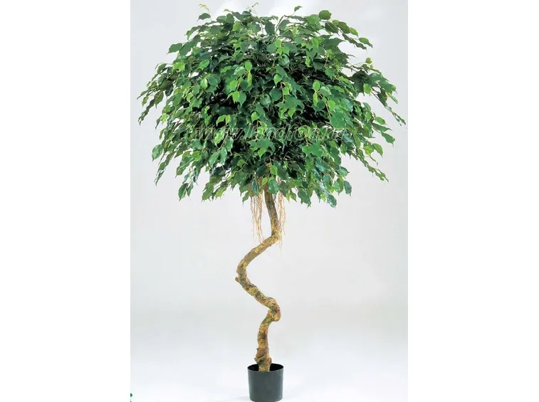 Ficus Benjiamina