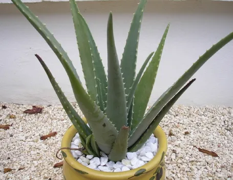 La pianta di Aloe Vera in casa