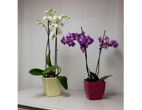 Tipologia orchidea appartamento