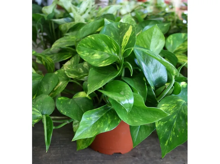 Pothos pianta interno