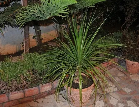 Beaucarnea o mangiafumo