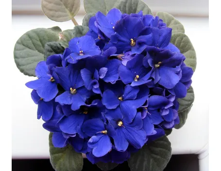 Piante da fiore da appartamento: la violetta africana
