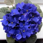 Piante da fiore da appartamento: la violetta africana