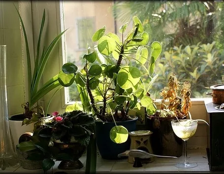piante in piena luce