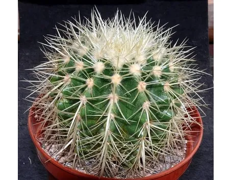 Esemplare di Echinocactus