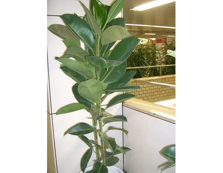 Ficus elastica 