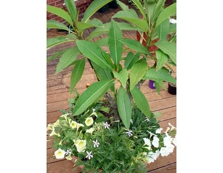 Un esempio di pianta di Plumeria da appartamento tenuta in un vaso