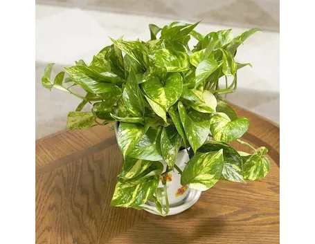 Un esempio di pianta di Pothos da appartamento tenuta in un vaso