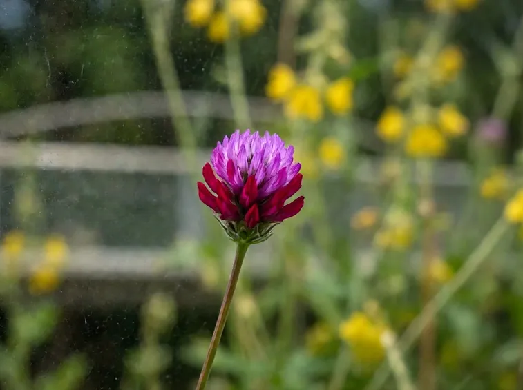 Un esempio di fiore che troviamo sulle piante di Pothos
