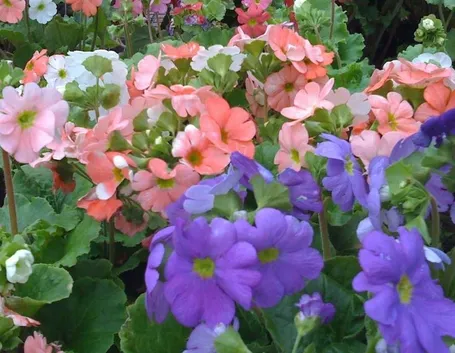 Fiori di primula obconica