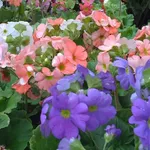 Fiori di primula obconica