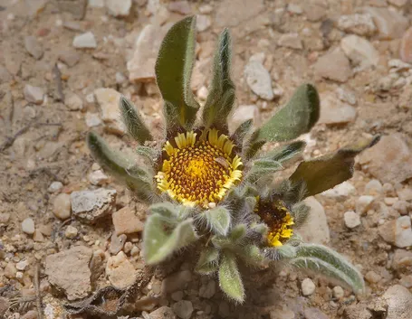 Rosa di gerico