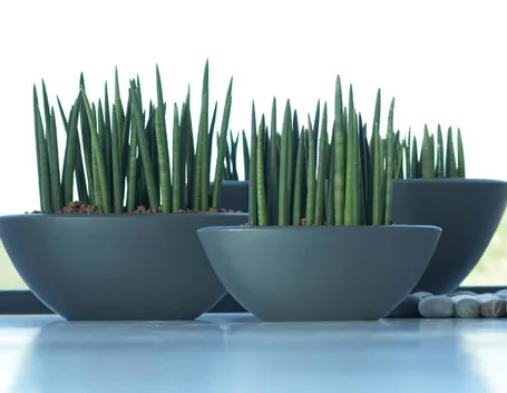 Sanseveria mikado