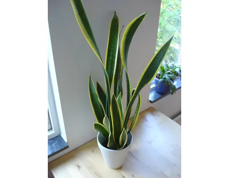 Un esempio di pianta di Sanseveria da appartamento tenuta in un vaso