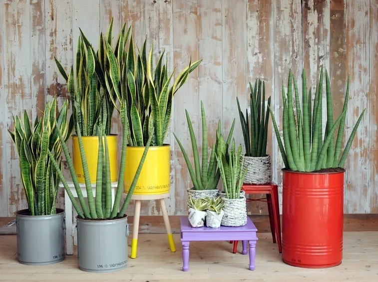 sansevieria
