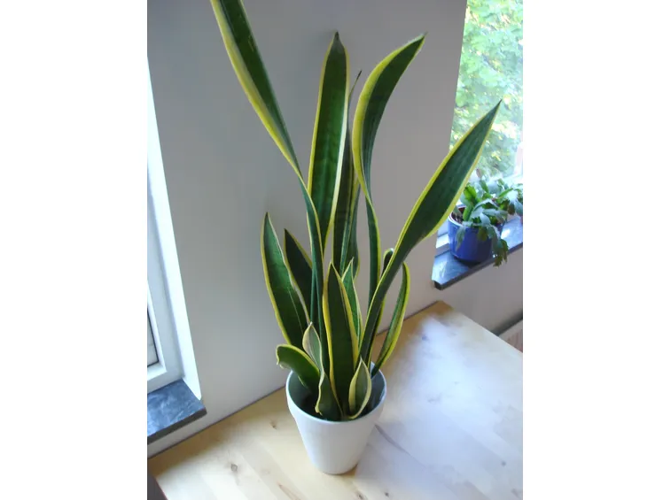Un esempio di pianta di Sanseveria da appartamento tenuta in un vaso
