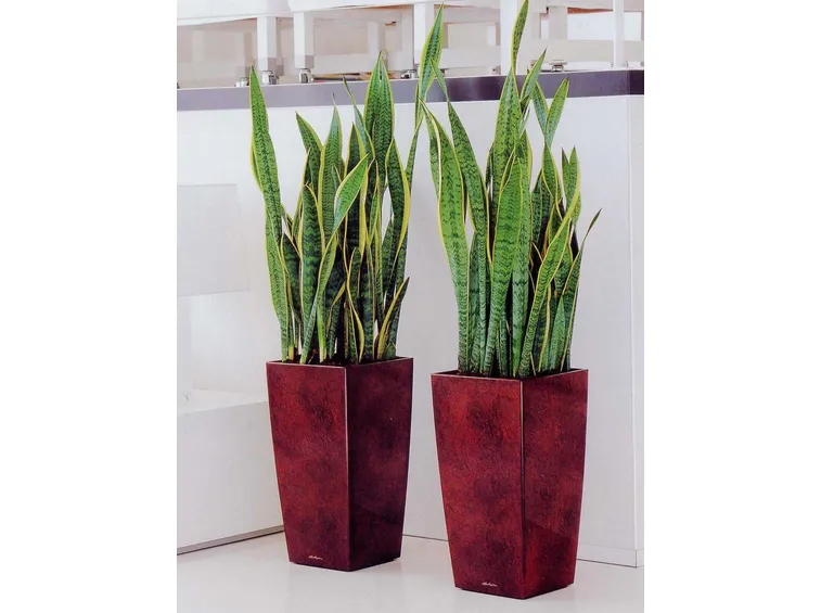 sanseveria1