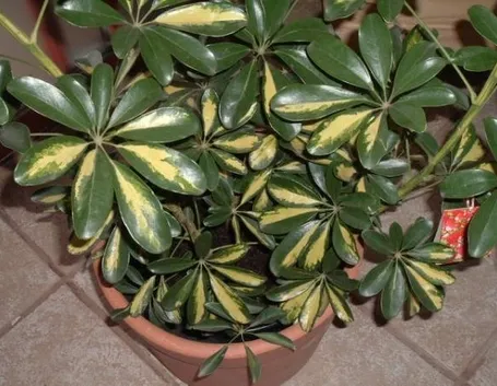 Una pianta di schefflera