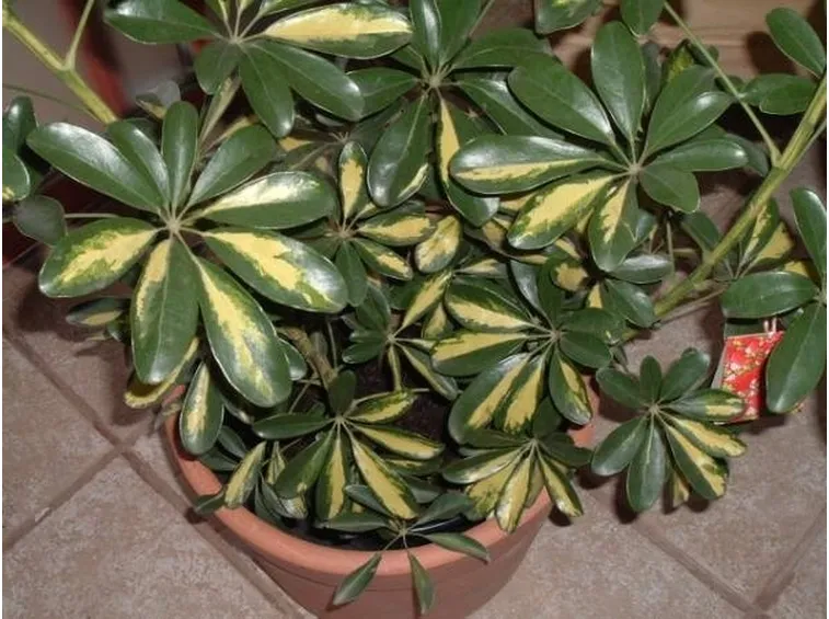Una pianta di schefflera