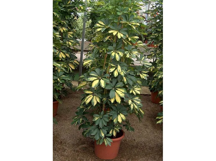 Una schefflera Green Golden
