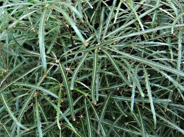 Una schefflera elegantissima