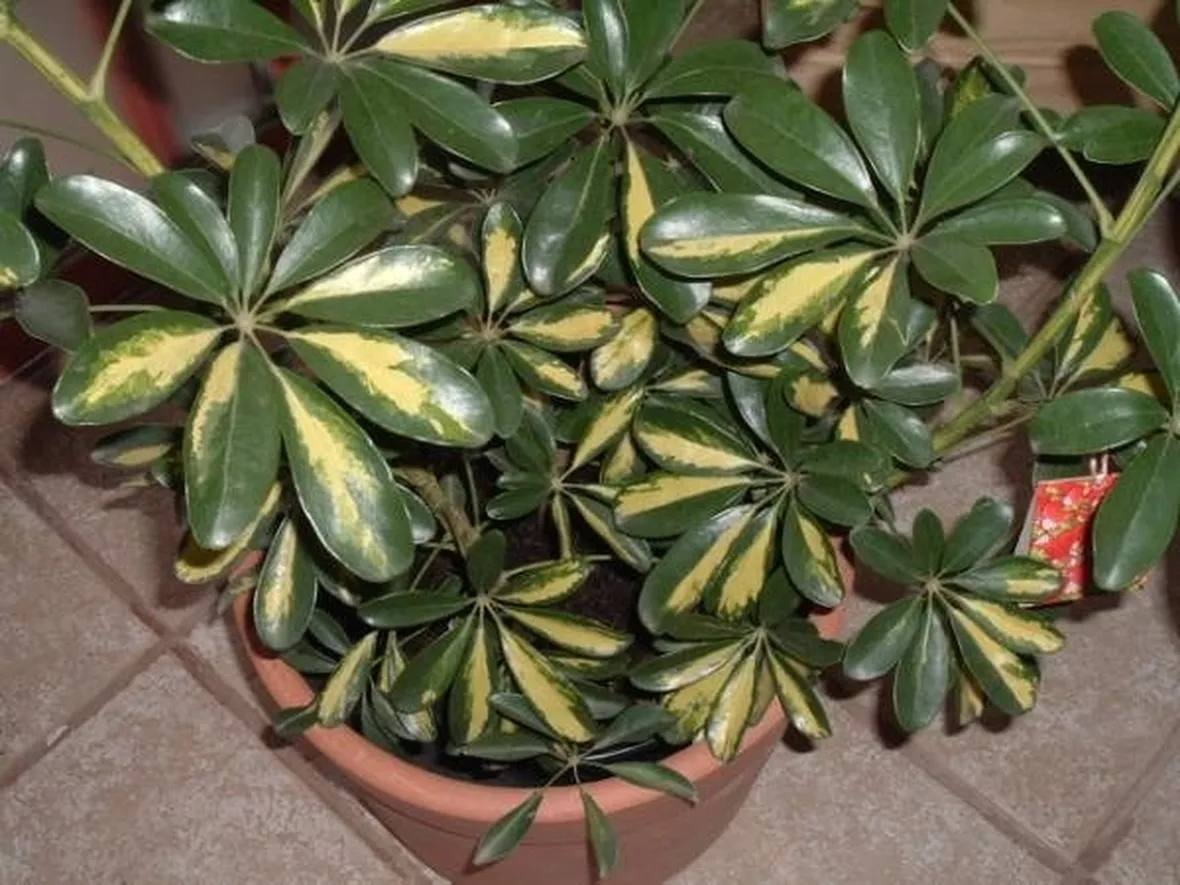 Una pianta di schefflera