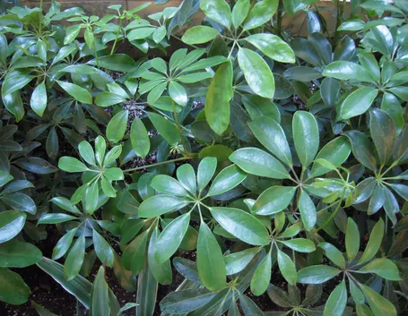 Pianta Schefflera