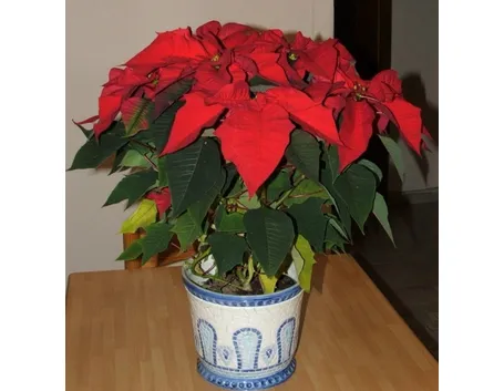 Stella di Natale fiorita su un tavolo