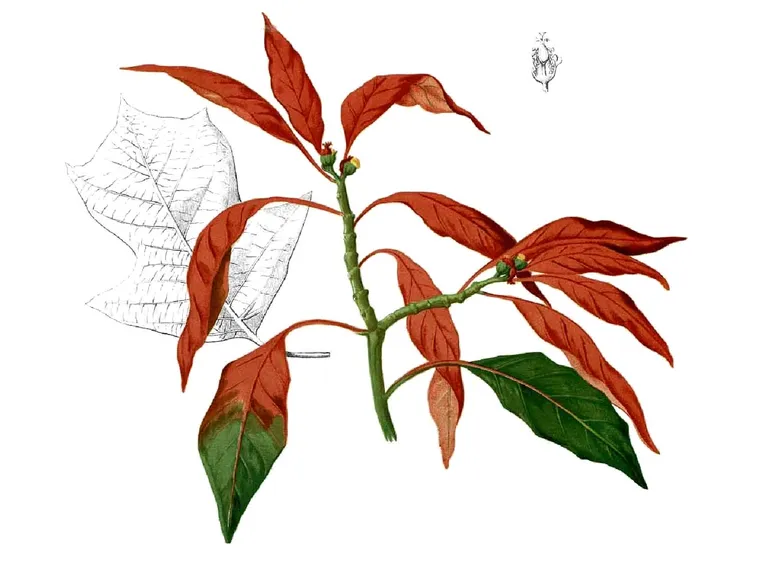 Disegno stella di Natale