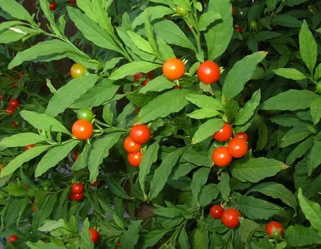 Solanum capsicastrum