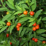 Solanum capsicastrum