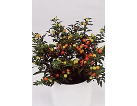 solanum pseudocapsicum