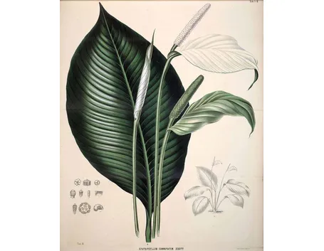 Disegno botanico dello spathiphyllum