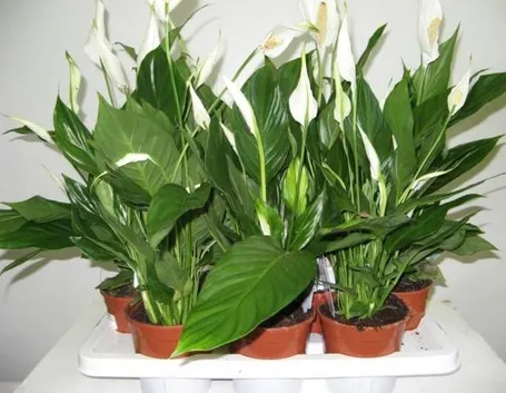 Piante di spatifillo