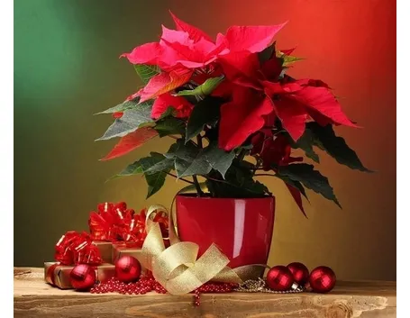 Una stella di natale