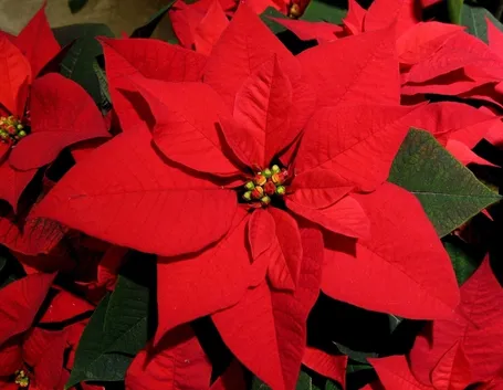 Stella di Natale fiori