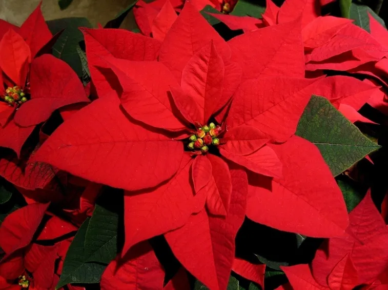 Stella di Natale fiori