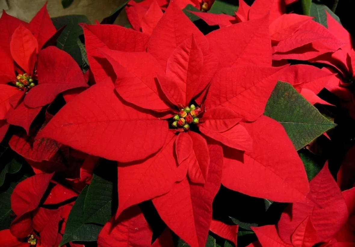 Stella di Natale fiori