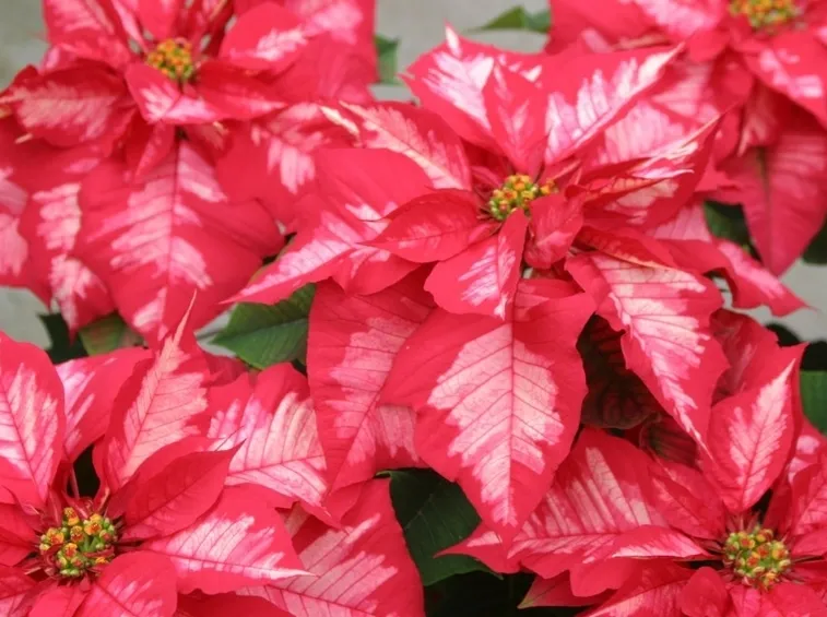 stella di natale variegata