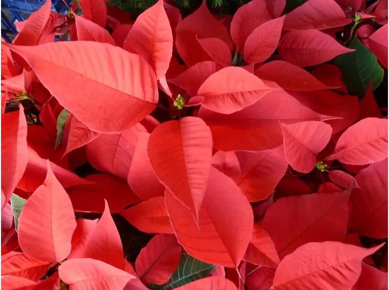 stella di natale rossa
