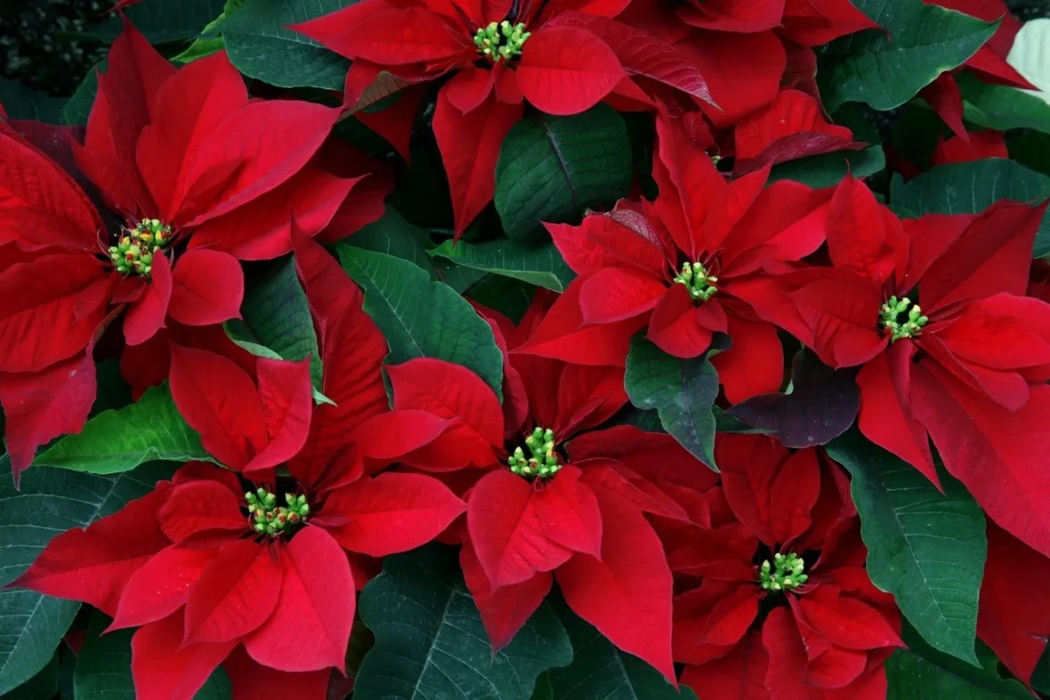 stella di natale