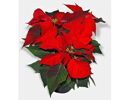 Una stella di Natale
