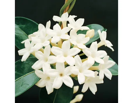 Fiori stephanotis